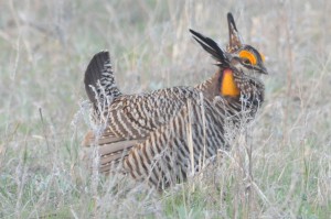 prairiechickenpauljackson2010