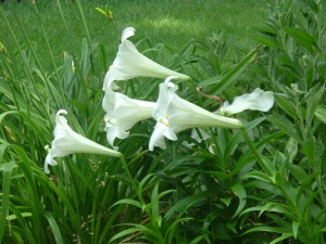 lilies1