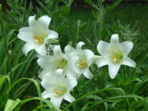 lilies2